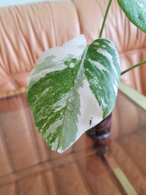 Monstera albo variegata - mladá zakořeněná rostlina