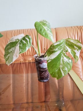 Monstera albo variegata - mladá zakořeněná rostlina