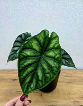 Alocasia Dragon Scale