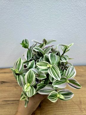 Tradescentia White Nanouk