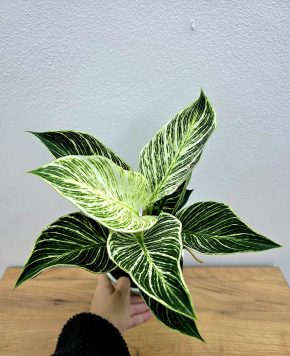 Philodendron Birkin