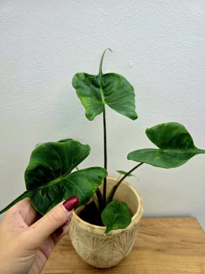 Alocasia Stingray