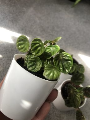 Peperomia caperata Lilian