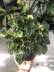 IMG_1630.jpeg