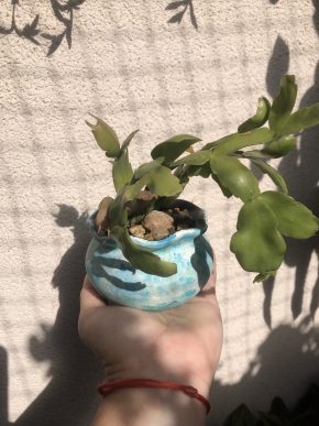 Vánoční kaktus / Schlumbergera truncata