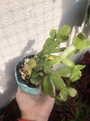 IMG_1619.jpeg