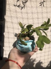 IMG_1620.jpeg