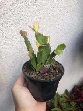 Schlumbergera truncata Mix barev (vánoční kaktus)