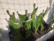IMG_1625.jpeg