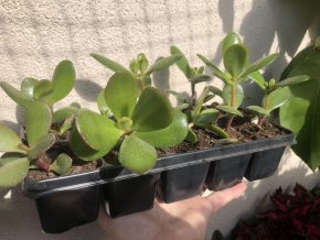 Crassula Ovata / tlustice vejčitá