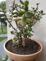 IMG_0730.jpeg