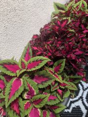 IMG_1615.jpeg