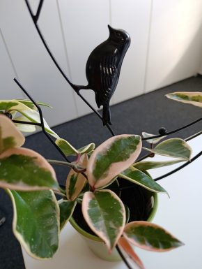 Opora pro hoya