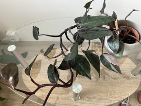 Philodendron Pink Princess