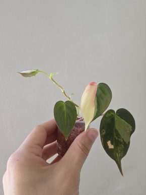 Philodendron micans variegated