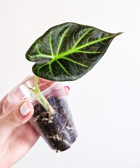 Alocasia regal shields