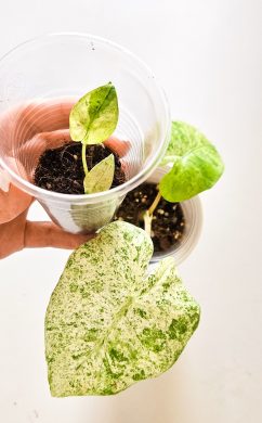 Alocasia odora batik variegated raritka