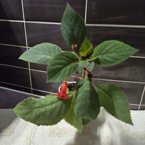 Kochlera,  sadička