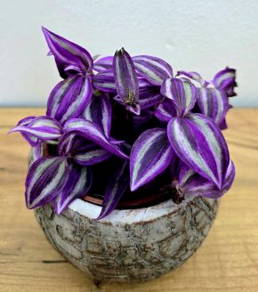 Tradescentia Pink Paradise