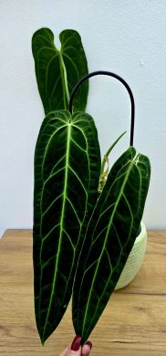 Anthurium Warocqueanum