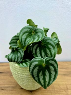 Peperomia Argyreia