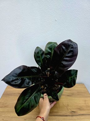 Philodendron Red Imperial