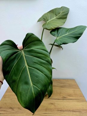 Philodendron Glorious