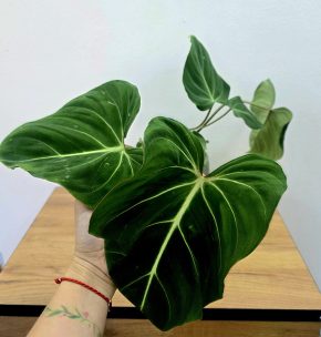 Philodendron Gloriosum