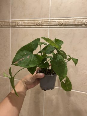 Syngonium pink splash allusion