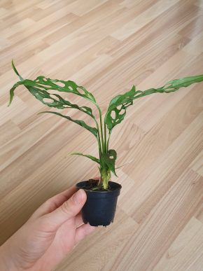 Monstera Obliqua Peru I