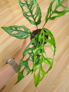 Monstera Obliqua Peru II