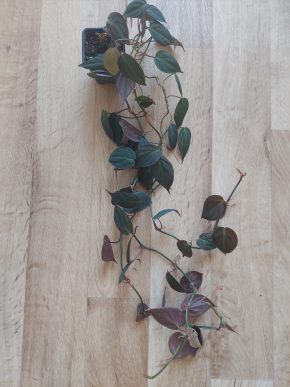Philodendron micans