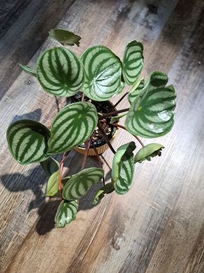 Peperomia argyreia (melounová), květináč 9 cm, Praha 2