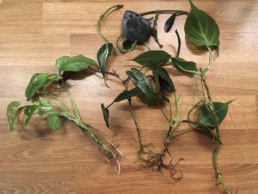 Výhodný set - P.Rio, P.Felix, P.Billieatiae Dark, P.Camposportoanum, S.Treubii Dark, M.Adansonii Var