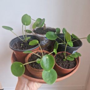 Pilea peperomioides