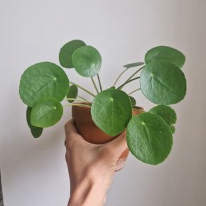Pilea peperomiodes