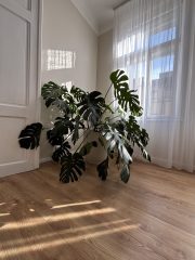 IMG_9193.jpeg