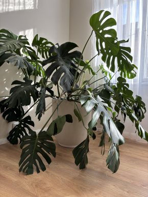 Monstera
