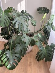 IMG_9191.jpeg