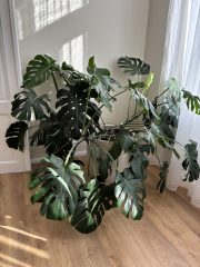 IMG_9188.jpeg