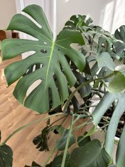 IMG_9190.jpeg