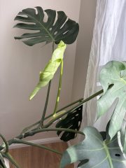 IMG_9183.jpeg