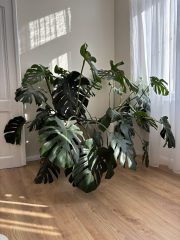 IMG_9181.jpeg