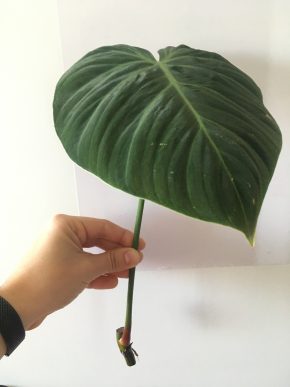 Philodendron El Choco Red