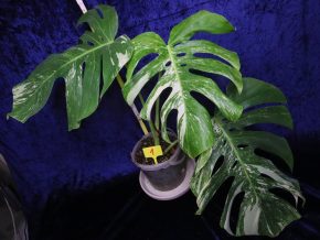 Monstera deliciosa albo var.