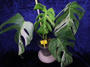 Monstera deliciosa albo var 2.