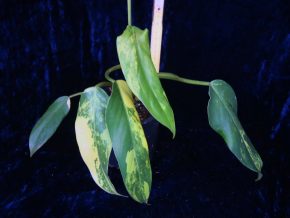 Philodendron domestricum var.