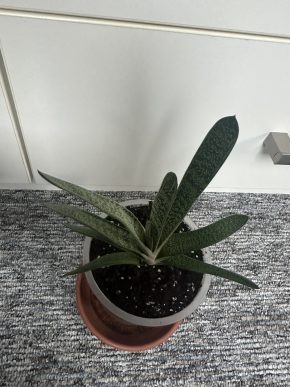 Gasteria