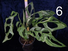 Monstera adansonii Indonesian Marble var.