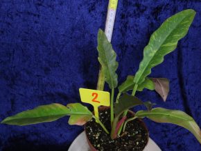 Philodendron narrow Ring of Fire - ohnivý krasavec